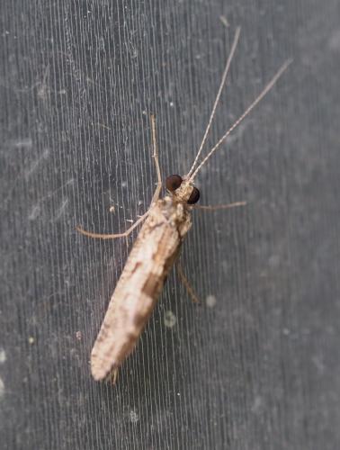 Hydropsyche sp.